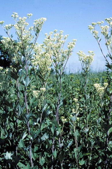 File:Cacalia atriplicifolia habitat.jpg