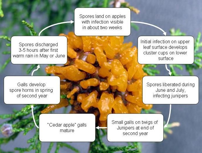 File:Cedar apple rust cycle for Wikipedia.jpg