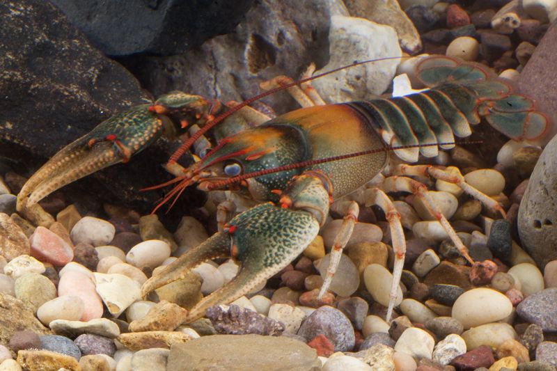 File:Chattooga River Crayfish (14174938652).jpg