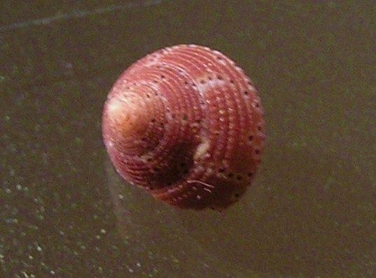 File:Clanculus simoni 003.jpg