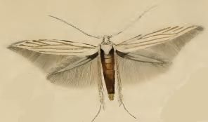 File:Coleophora pennella.JPG