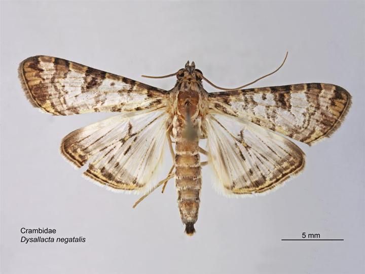 File:Dysallacta negatalis dorsal.jpg