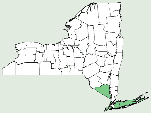 File:Eclipta prostrata NY-dist-map.png