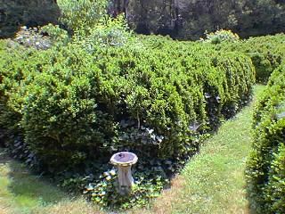 File:English Boxwood Maze Garden.jpg