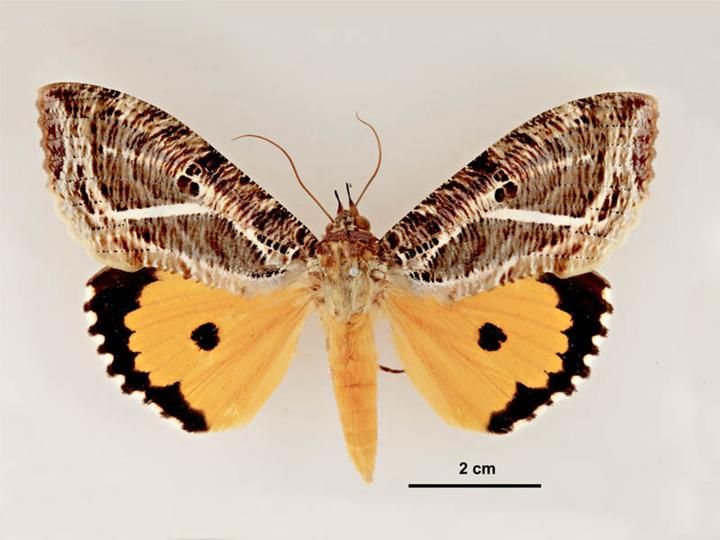 File:Eudocima materna female dorsal.jpg