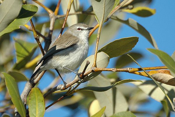 File:Gerygone levigaster.jpg