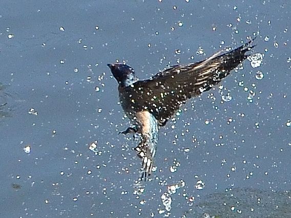 File:Hirundo tahitica in flight.JPG