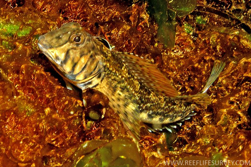 File:LepidoblenniusMarmoratusRLS.jpg