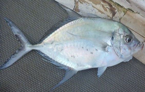 File:Longfin trevally 2.jpg