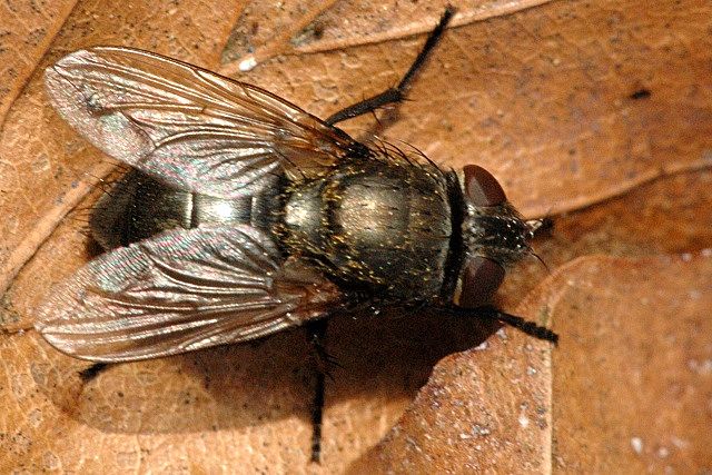 File:Neomyia.cornicina.female.jpg