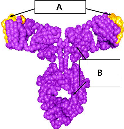 File:Omalizumab.png