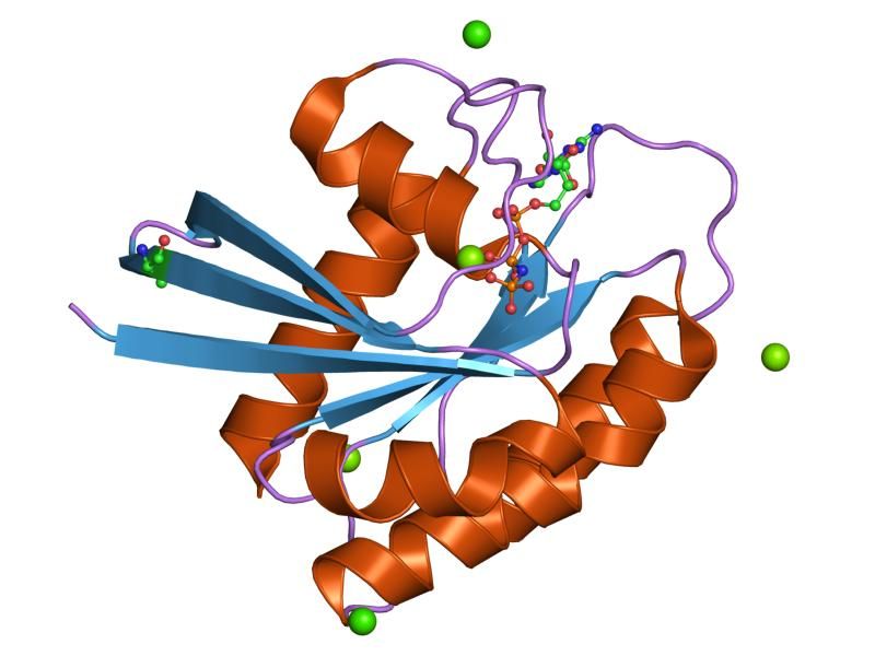 File:PDB 1zw6 EBI.jpg