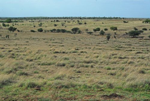 File:Pic 1 grassland L.jpg