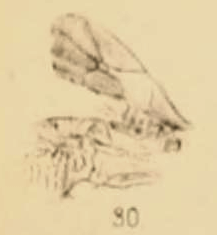 File:Pimpla senecta 1890 pl3 Fig30.png