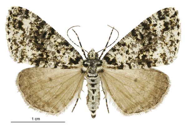 File:Pseudocoremia monacha female.jpg