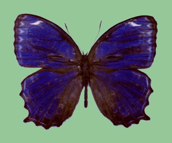 File:Ptychandra ohtanii lizae, male upperside.JPG