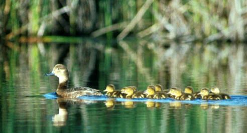 File:Redhead duck (Aythya americana) female and offspring.jpg