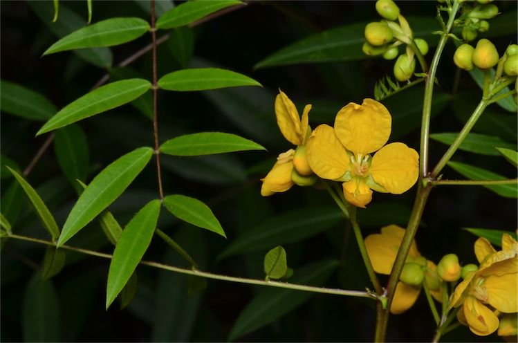 File:Senna clavigera.jpg