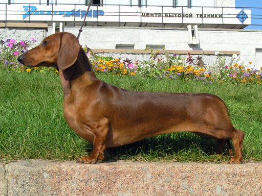 File:Short-haired-Dachshund.jpg