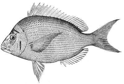 File:Stenotomus chrysops (line art).jpg