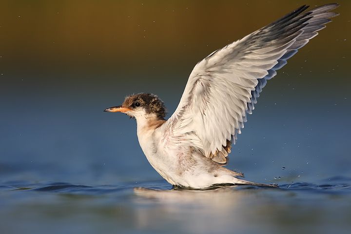 File:Sterna hirundo Küszvágó csér.jpg