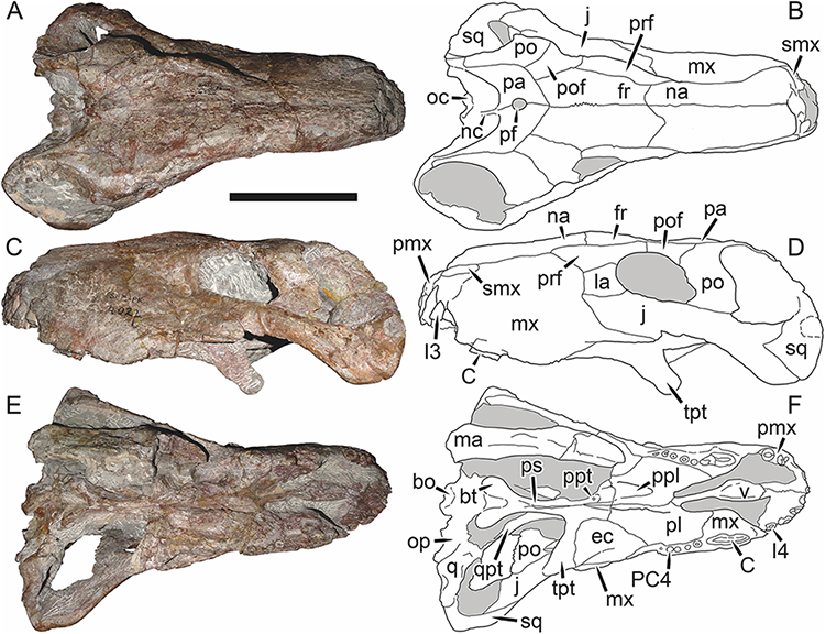 File:Sycosaurus.png