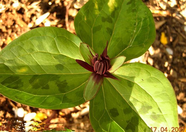 File:Trillium stamineum 2.jpg