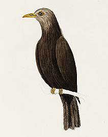 File:Turdus.p.poliocephalus.jpg