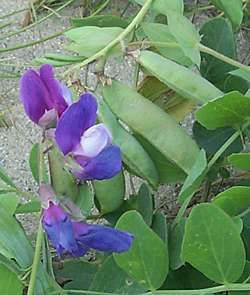 File:Beach pea.jpg