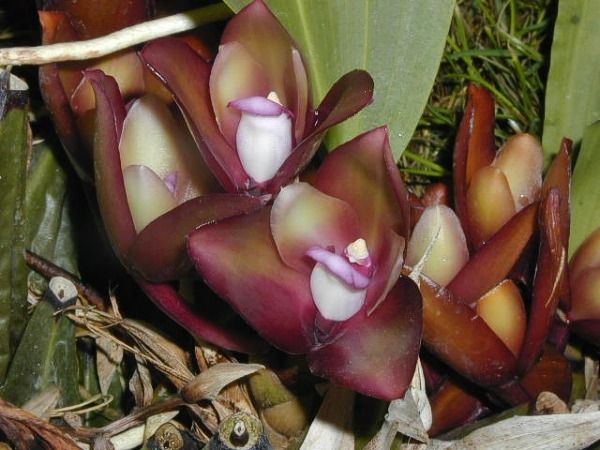 File:Bifrenaria atropurpurea.jpg