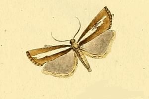 File:Catoptria radiella.JPG