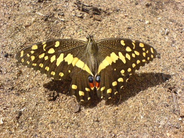 File:Citrus swallowtail Tanzania.JPG