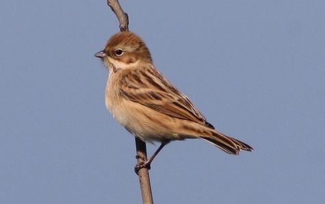 File:Emberiza pallasi (10) (cropped).jpg