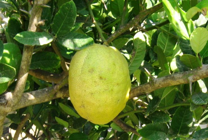 File:Etrog temani 33.JPG