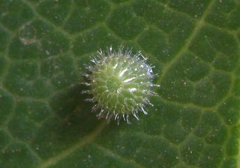 File:Euthalia aconthea egg sec.jpg