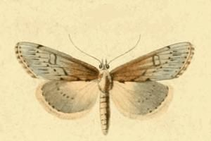 File:Evergestis isatidalis.JPG