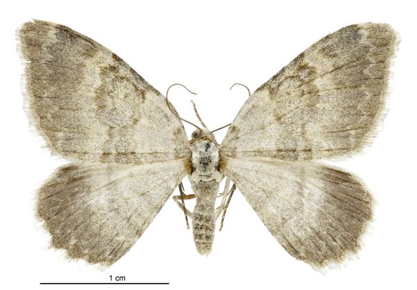 File:Gingidiobora nebulosa female.jpg