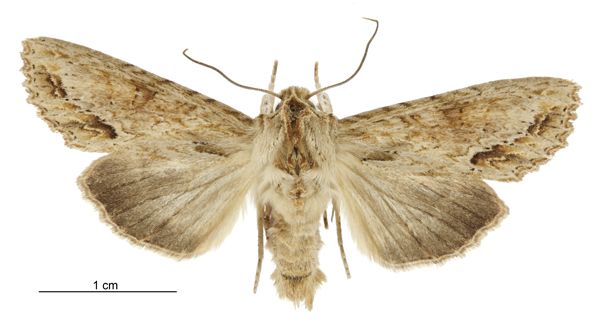 File:Graphania mollis male.jpg