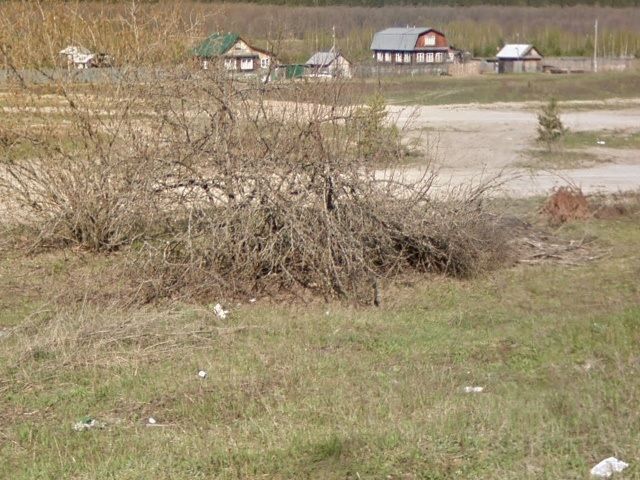 File:Grass in the tree Lekhtovo.jpg