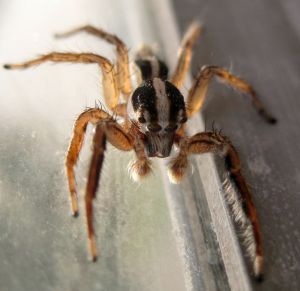 File:Jumping spider.jpg