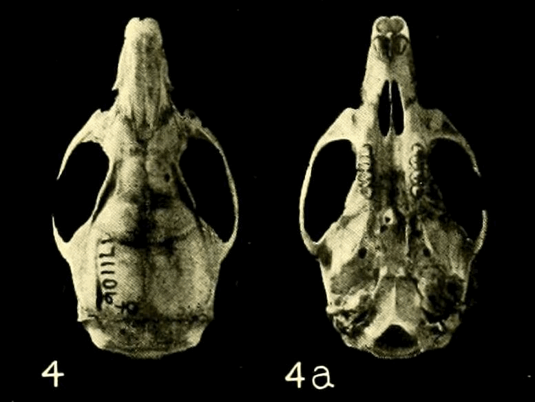 File:Melanomys caliginosus skull Goldman.png