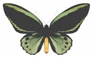 File:Ornithoptera priamus macalpinei.jpg