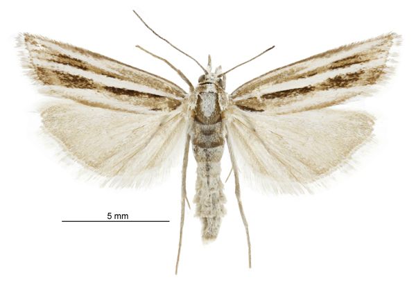 File:Orocrambus corruptus female.jpg