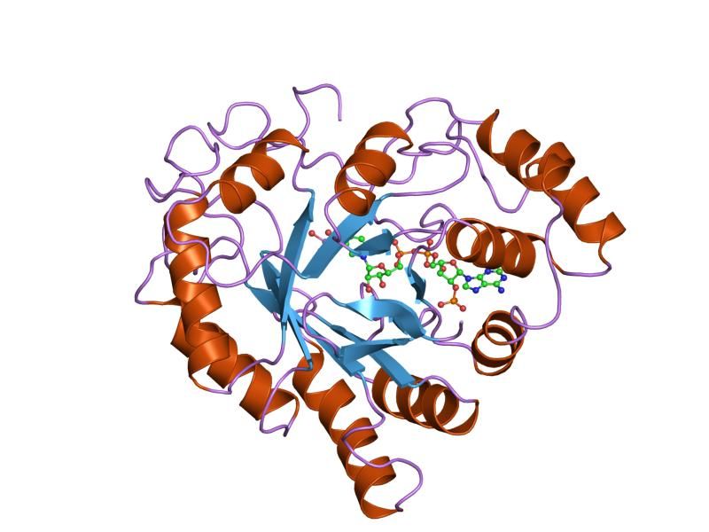 File:PDB 2acr EBI.jpg