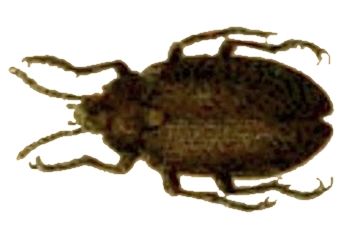 File:Penthe obliquata.jpg