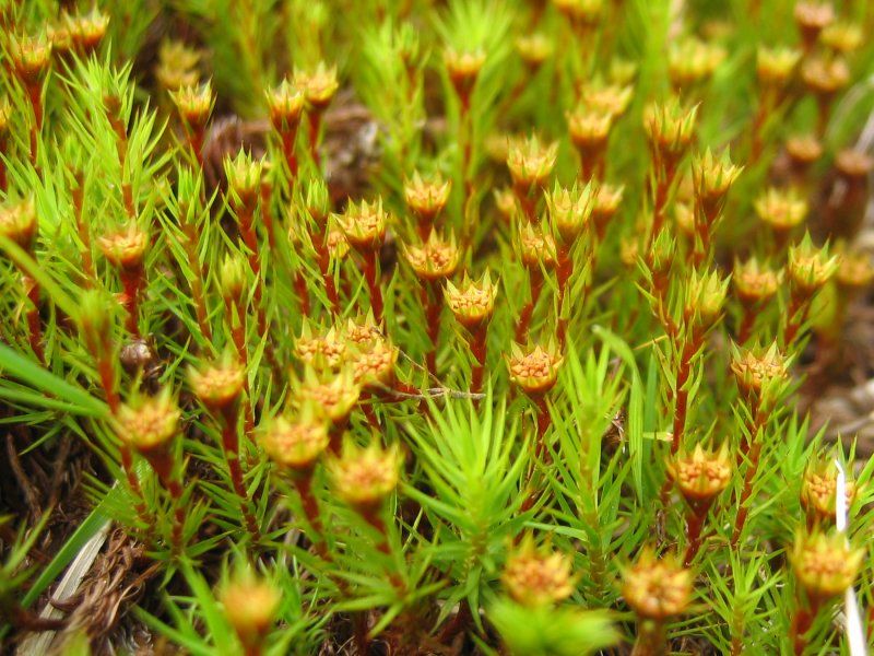 File:Polytrichum strictum.jpeg