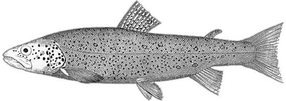 File:Salmo dentex.jpg