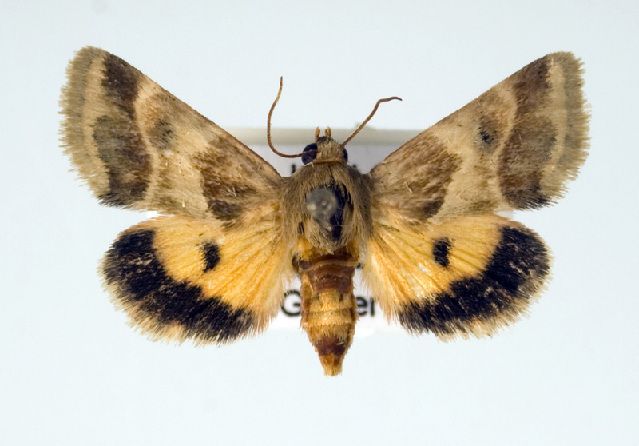 File:Schinia lynx.jpg