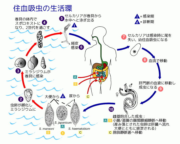 File:Schistosomiasis Life Cycle ja.png