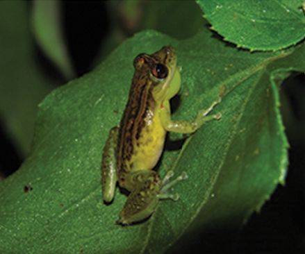 File:Scinax juncae (10.3897-zookeys.753.21438) Figure 4 (cropped).jpg